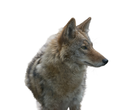 Coyote Portrait isolated on white backgroundの写真素材