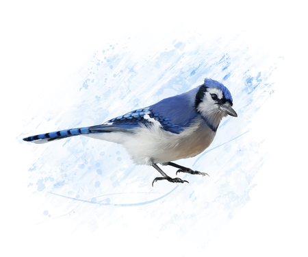 Digital Painting of Blue Jayの写真素材