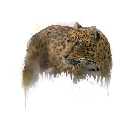 Digital Painting of  Leopard on white backgroundの写真素材