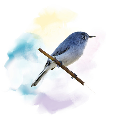 Digital Painting of  Blue-gray Gnatcatcherの写真素材