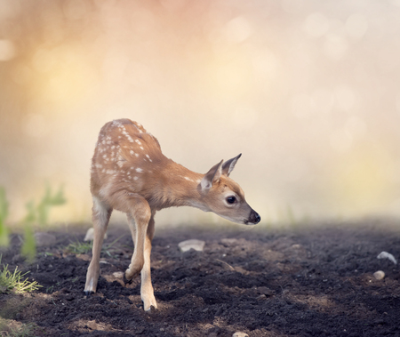 Cute White-tailed deer fawnの写真素材