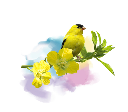 Digital Painting of  American Goldfinch with the yellow flowersの写真素材