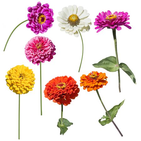Colorful Blossom of Zinnia flowers isolated on white backgroundの写真素材