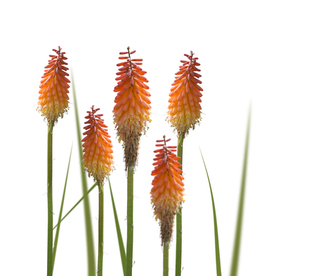 Kniphofia or Red Hot Poker flowers isolated on white backgroundの写真素材