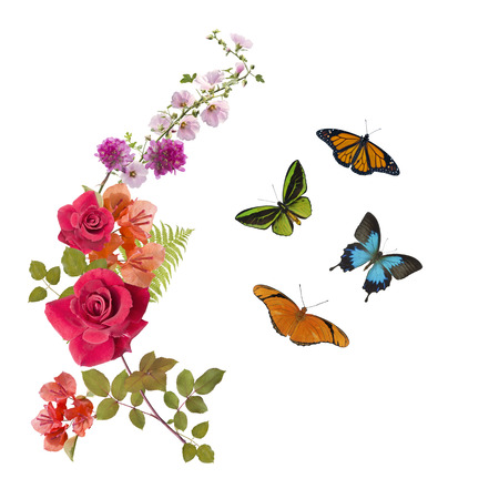 Butterflies and flowers arrangement isolated on white backgroundの写真素材
