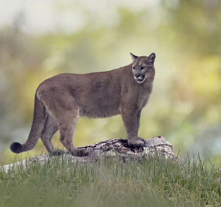 Florida panther or cougar on a logの写真素材