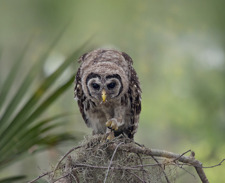 Young Barred Owl Perches on a Branch and feed on a caterpillarの写真素材