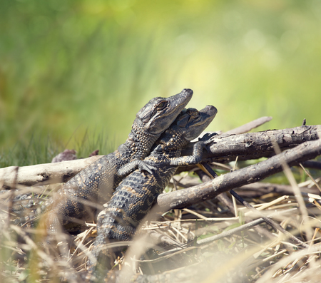 Baby alligators basking in Florida wetlandsの写真素材