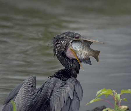Anhinga downing a  Large Fish in Florida wetlandsの写真素材