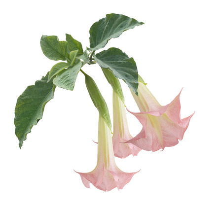 Angel's Trumpet Flowers isolated on white backgroundの写真素材