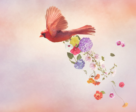 Male Northern cardinal flying with flowers, watercolor paintingの写真素材