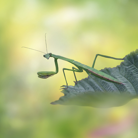 Female European mantis or praying mantis, mantis religiosa on a leafの写真素材