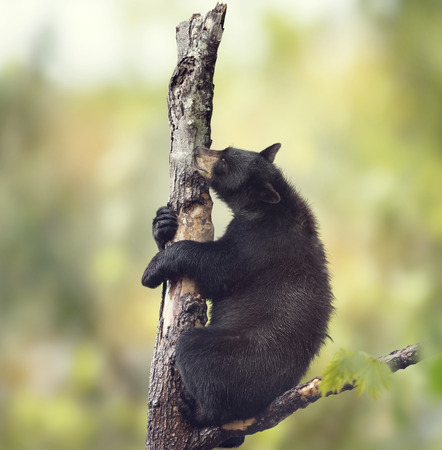 Young Black bear on a treeの写真素材