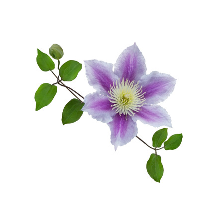 Purple clematis on a stem isolated on white backgroundの写真素材