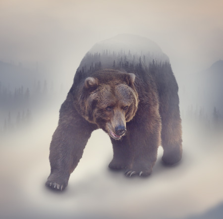 Double exposure of a wild brown bear and a pine forestの写真素材