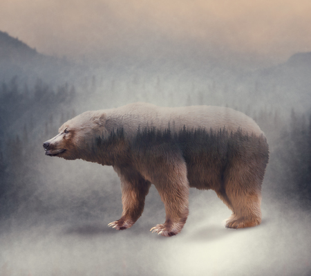 Double exposure of a wild brown bear and a pine forest