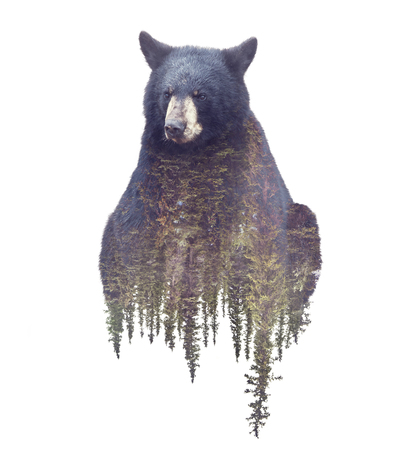 Bear and forest. Watercolor double exposure effect on white backgroundの写真素材
