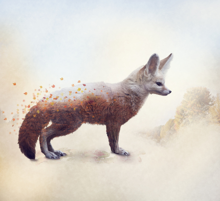 Double exposure of a fennec fox and autumn trees and leavesの写真素材