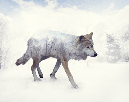 Double exposure of wolf in the winter woodsの写真素材