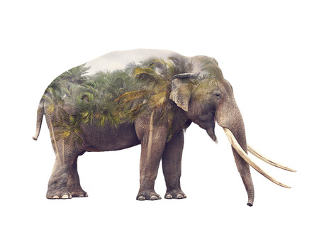 Double exposure of elephant and palm trees isolated on white backgroundの写真素材