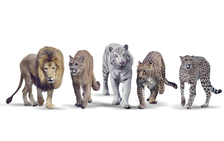 Group of wild cats isolated on a white backgroundの写真素材