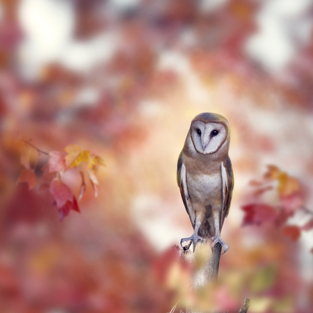 Barn owl perching in the autumn forestの写真素材