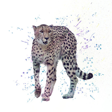 Cheetah. Digital watercolor painting isolated on a white backgroundの写真素材