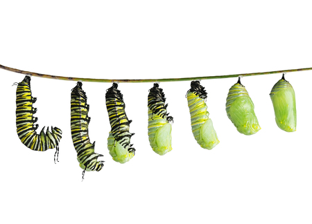 monarch caterpillar  in various stages of shedding until the skin falls away and a chrysalis  to take shapeの写真素材