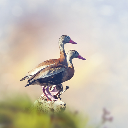 Black-bellied Whistling-Ducks on a treeの写真素材