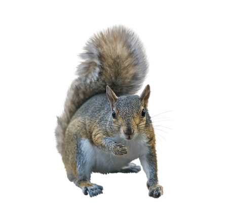 American gray squirrel isolated on white backgroundの写真素材