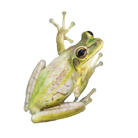Tree Frog watercolor isolated on white backgroundの写真素材
