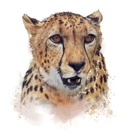 Cheetah Portrait watercolor illustration on white backgroundの写真素材