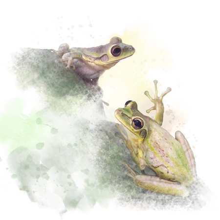 Two Tree Frogs watercolor on white backgroundの写真素材