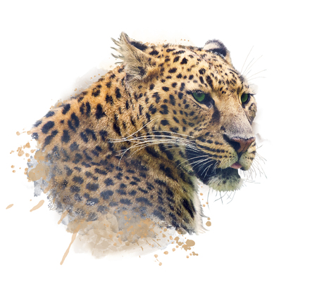 Watercolor Portrait of Leopard  on white backgroundの写真素材