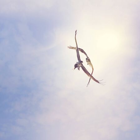 Two ospreys fighting for fish against the sky