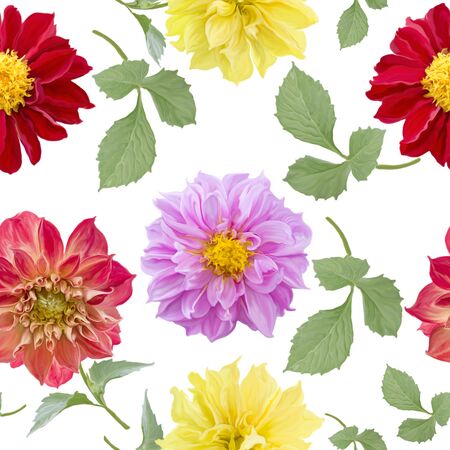 seamless pattern of dahlia flowers on white backgroundの写真素材
