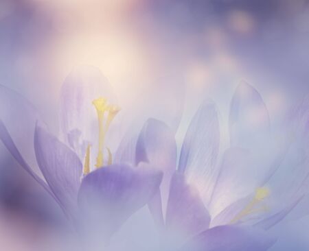 Abstract Floral background with Crocus Spring Flowers