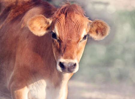 Brown Calf Head , close up shot.の写真素材