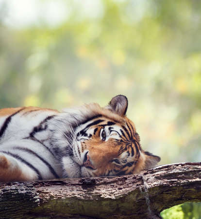 Bengal tiger resting on a tree. Wild animals.の写真素材