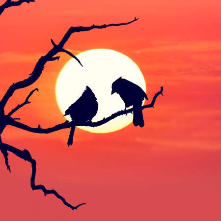 tree silhouette and two birds against colorful sunsetの写真素材