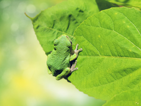 American Green Tree Frog on a green leafの写真素材