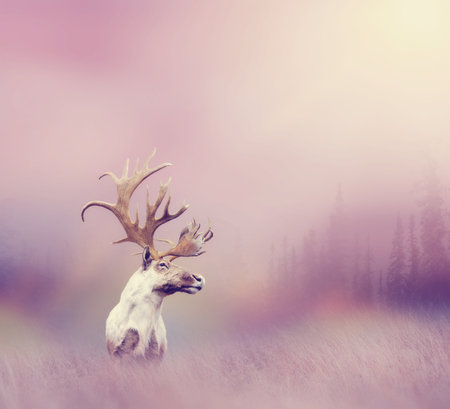 Large  deer buck with big horns in Grassland at sunsetの写真素材