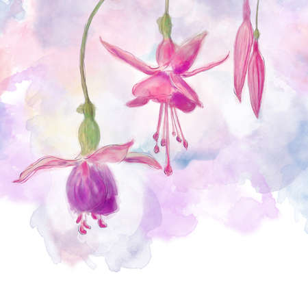 Watercolor Digital Painting of Pink and Purple Fuchsia Flowersの写真素材