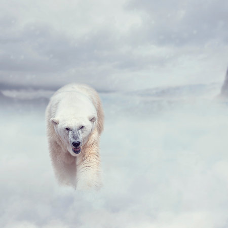 Large Polar bear walking on snowの写真素材
