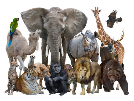 Group of Wild Animals isolated on white background.の写真素材