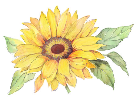 Sunflower Watercolor Isolated on White Background. Digital Illustration.の写真素材