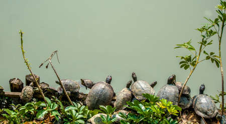 Tortoise on the lake sideの写真素材