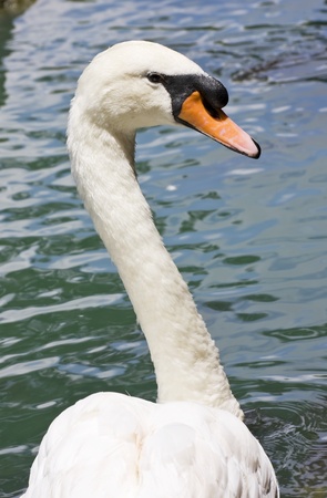 A white swan looking back with majestic graceの写真素材