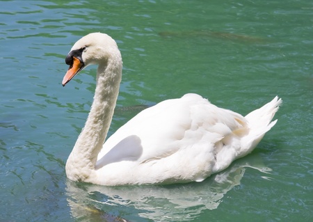 A white swan on the green waters of a pondの写真素材
