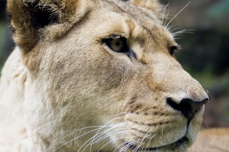 Close-up of a lioness headの写真素材